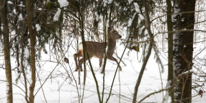 Zima w Puszczy Knyszyńskiej
